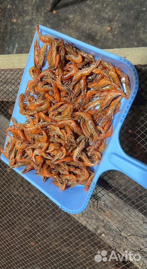 Креветка Усик Premium