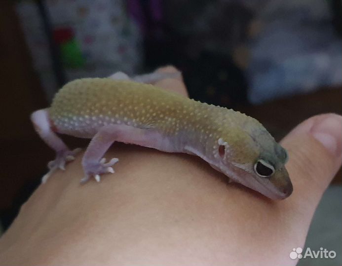 Эублефары морфы поттернлесс