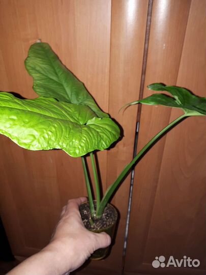 Бегония, сингониум