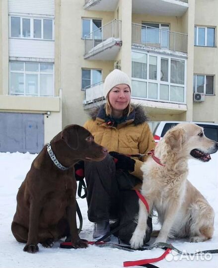 Кинолог/Социализация/Коррекция/Передержка