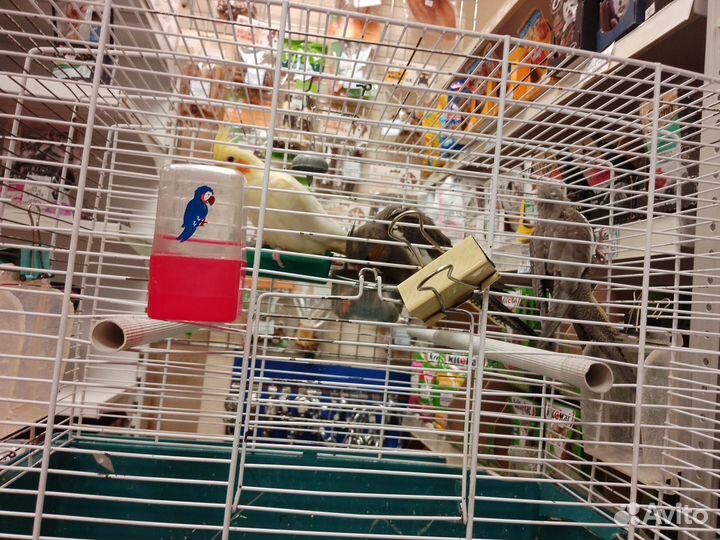 Птенцы корелла