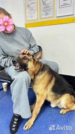 Собака в добрые руки