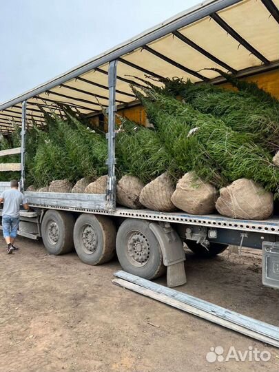 Деревья крупномеры ель, сосна, кедр