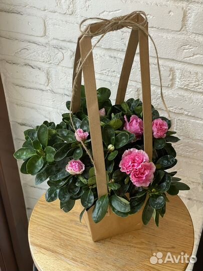 Розовая азалия в сумочке - горшечное растение