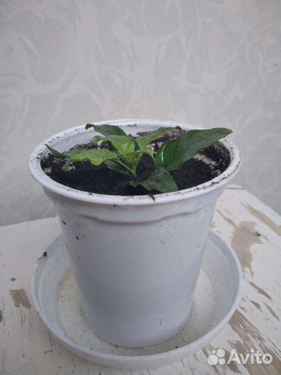 Красандра, якобиния