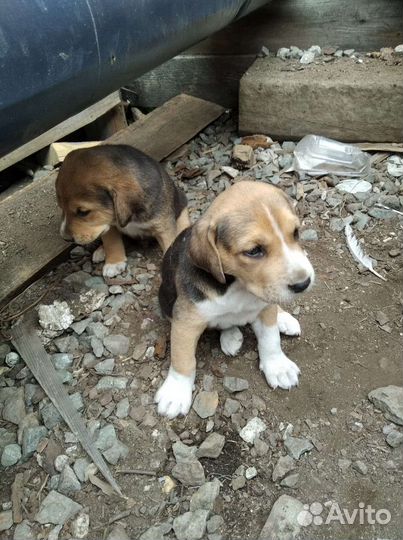 Щенки русской гончей