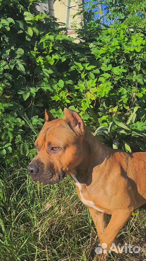 Стаффордширский терьер (вязка)