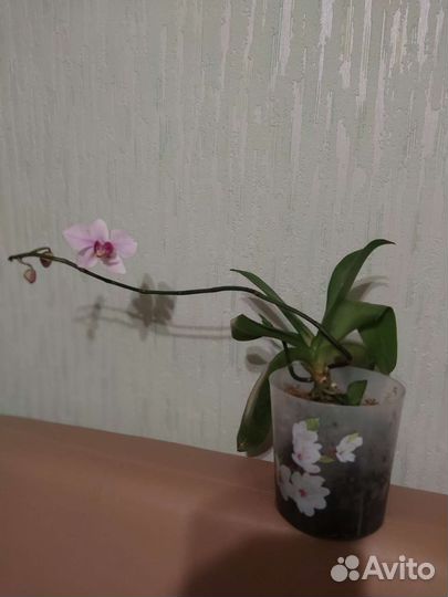 Орхидея фаленопсис