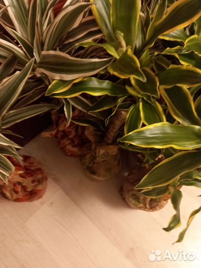 Драцена желтая 17/75см