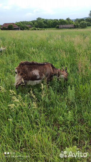 Продукты питания