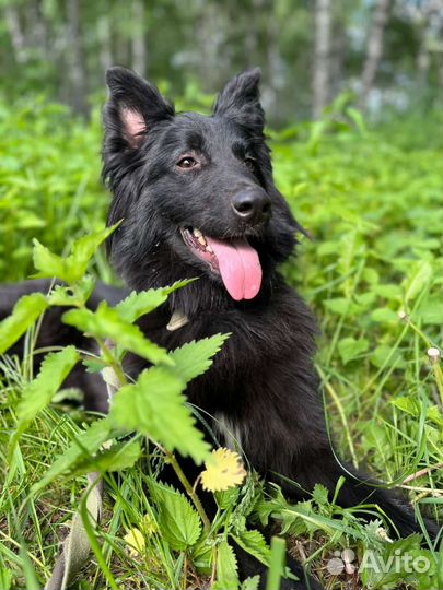 Шикарный пес Пушкин ищет дом