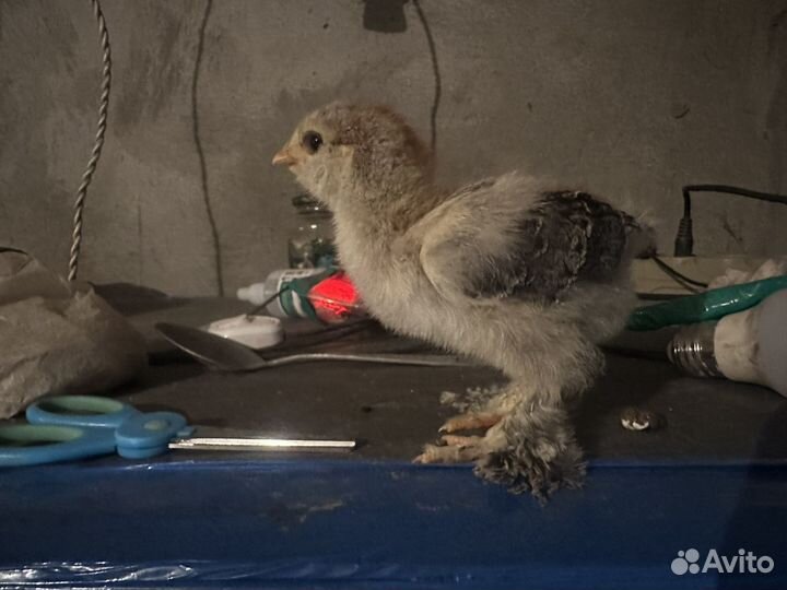 Цыпленок суточный брама