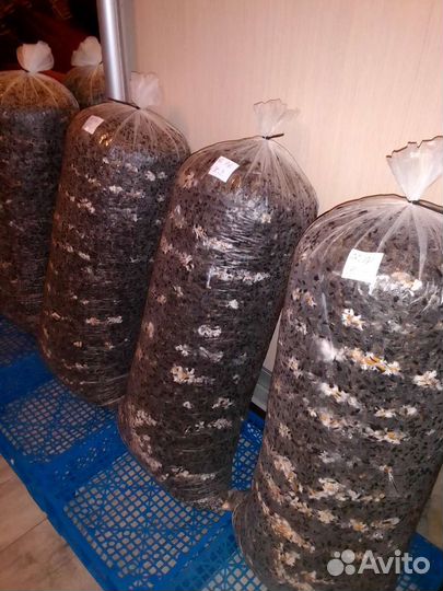 Готовые блоки Вешенки