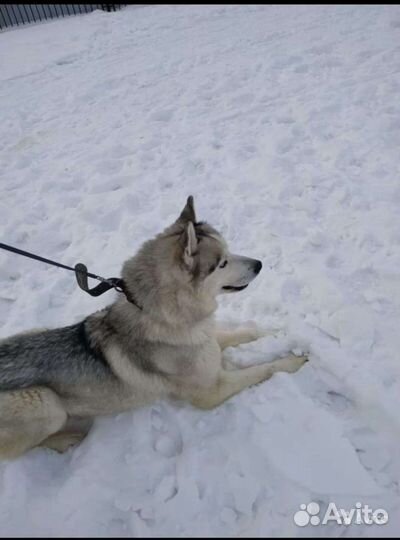 Семья Хаски