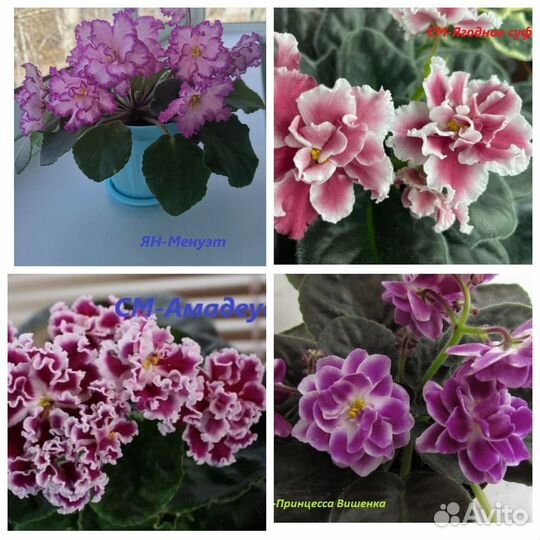 Комнатные растения Фиалки