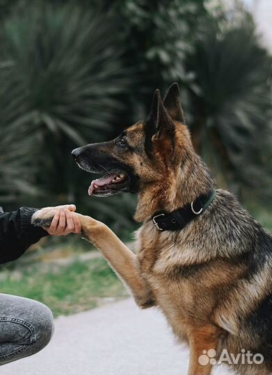 Ошейние К9Profi