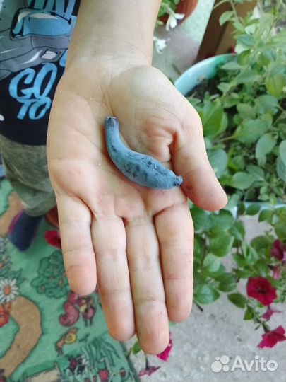 Саженцы жимолость