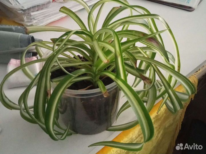 Хлорофитум кучерявый