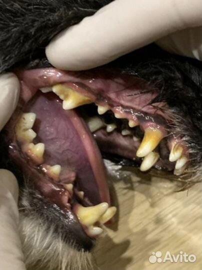 Ультразвуковая чистка зубов собакам