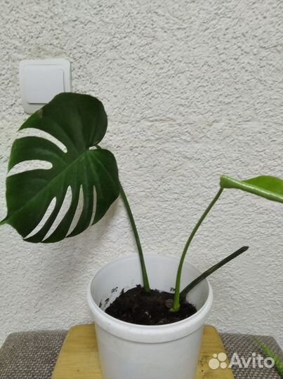 Комнатные цветы Монстера