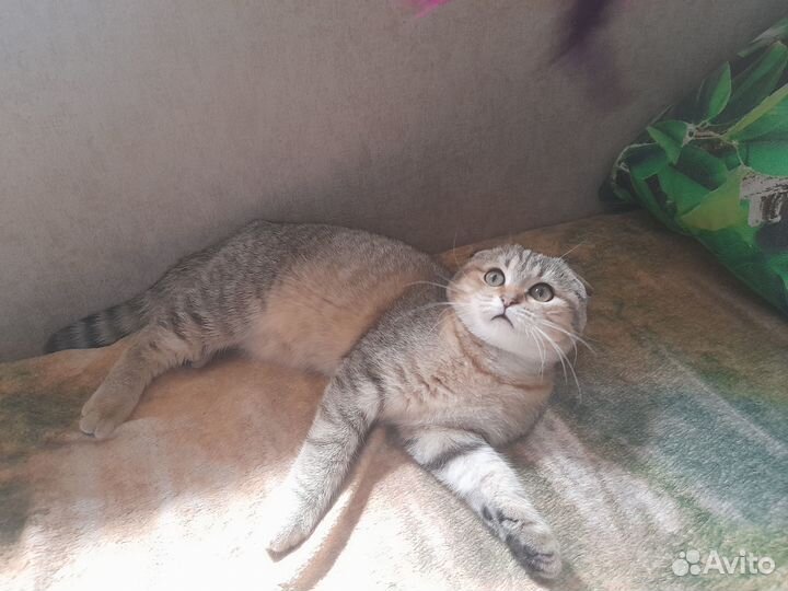 Шотландская малышка