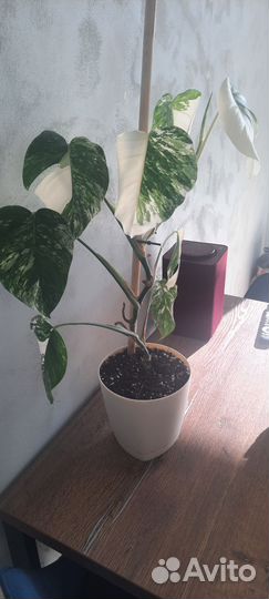 Монстера Альба