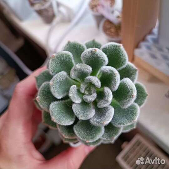 Суккуленты эхеверии 6
