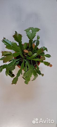 Декабрист шлюмбергера