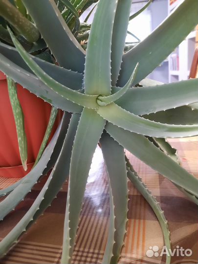 Комнатные цветы алоэ