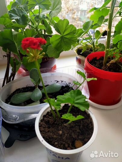 Пеларгония герань