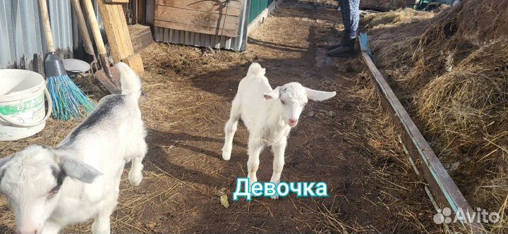 Продам Козлят