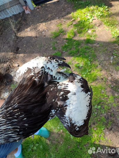 Молодые петухи