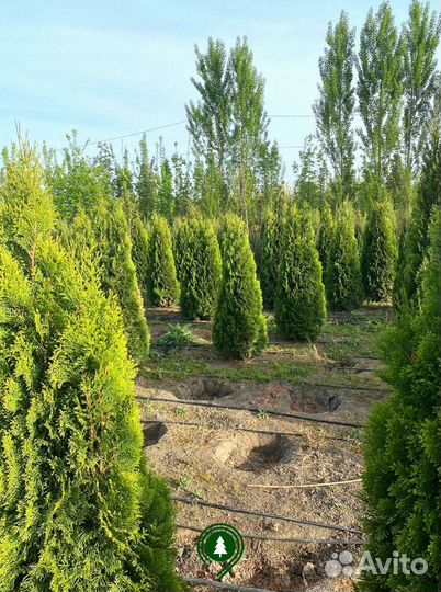 Туя смарагд, брабант, колумна. Из питомника