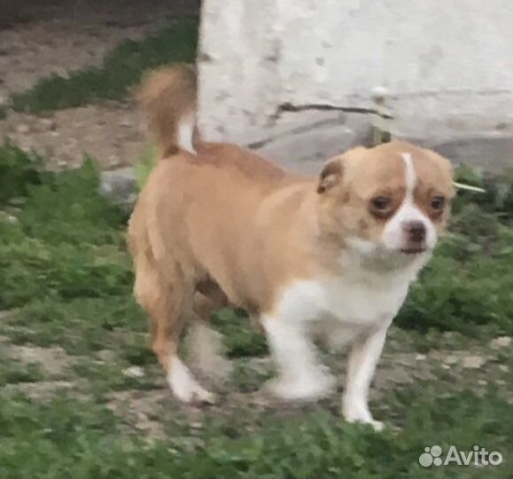 Чихуахуа