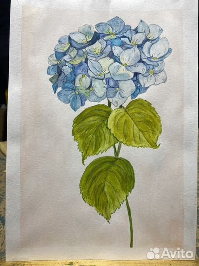 Ботаническая акварель