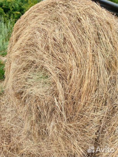 Сено в тюках