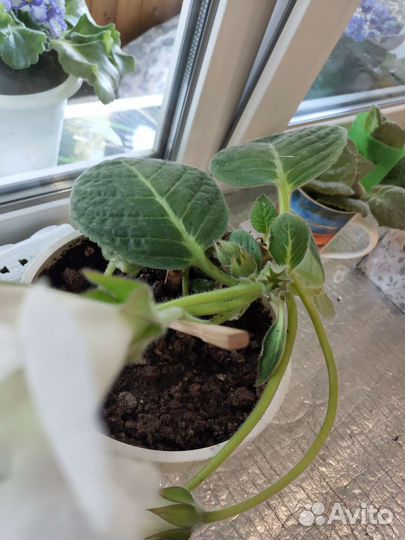 Глоксиния в горшке цветущая белая