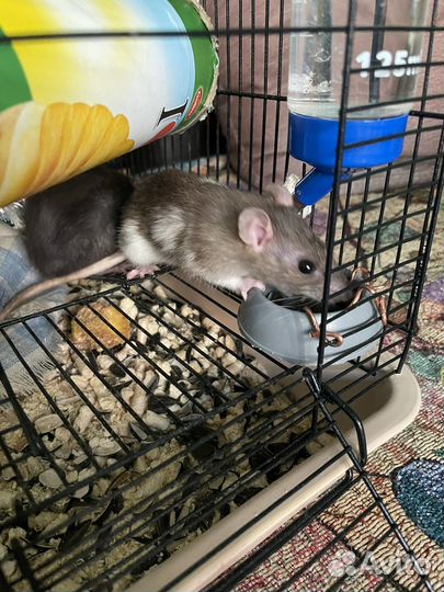 Декоративная крыса Дамбо