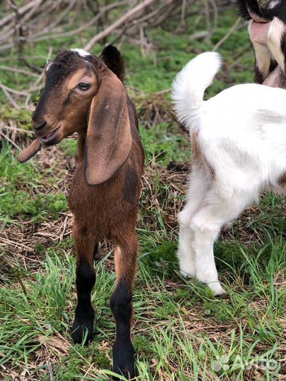 Камори,камерунские