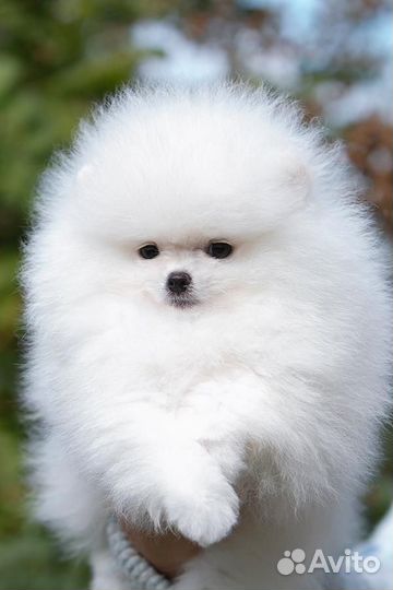 Щенки шпица