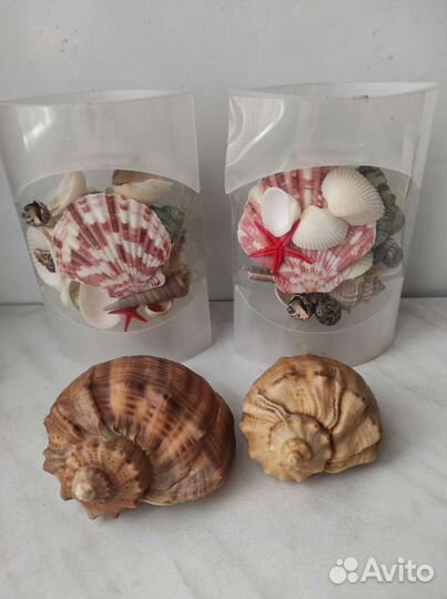 Ракушки для интерьера и поделок