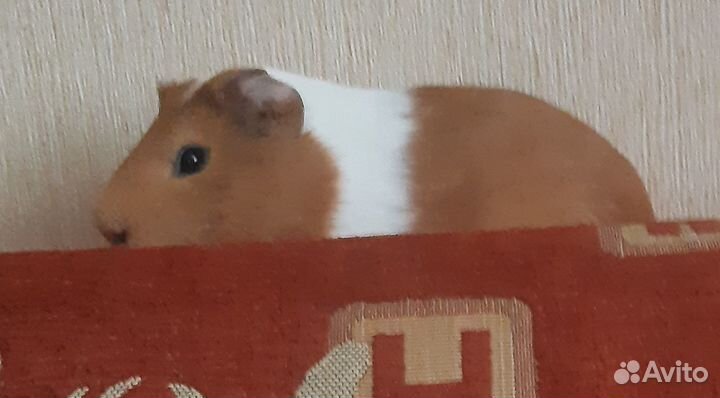 Морская свинка самец (вязка)