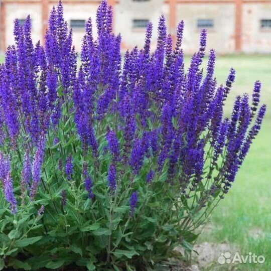 Шалфей лекарственный