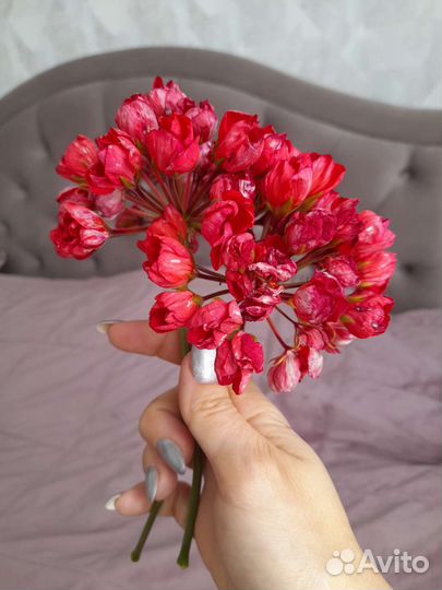 Пеларгония герань Виктория Андрэа