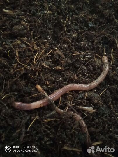 Черви дендробена -крупные