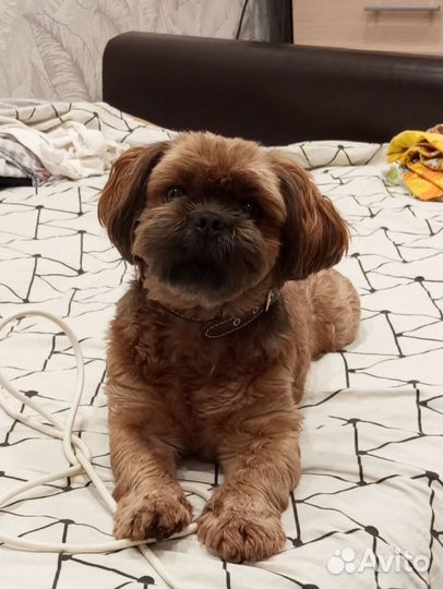 Вязка собак ши-тцу