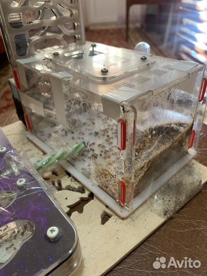 Муравьиная ферма с муравьями