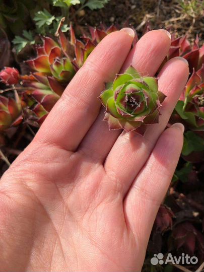 Молодило, растение