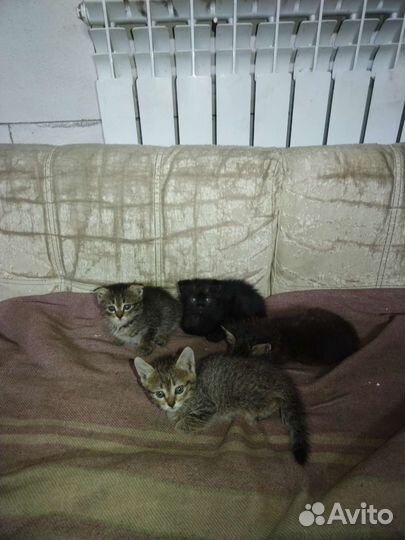 Котята в добрые руки бесплатно