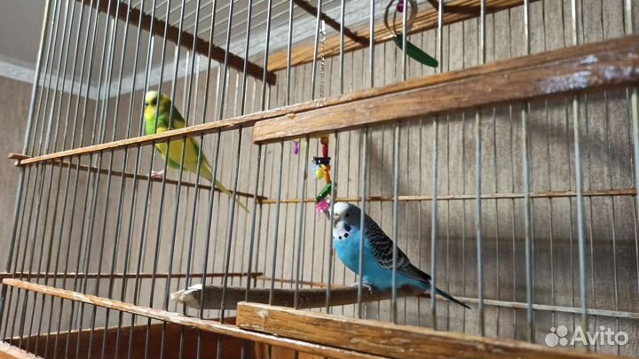 Волнистый попугай пара с клеткой